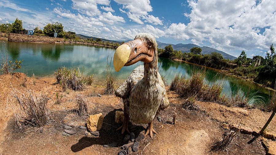 The dodoes, which reproduced by laying a single egg on the ground, were also predated by other species, such as monkeys and rats, which humans brought with them. Credit: Pixabay Photo