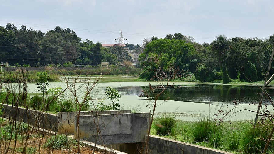 Lake activists and regular visitors said the Puttenahalli lake in Yelahanka attracts 136 species of birds. Credit: DH Photo