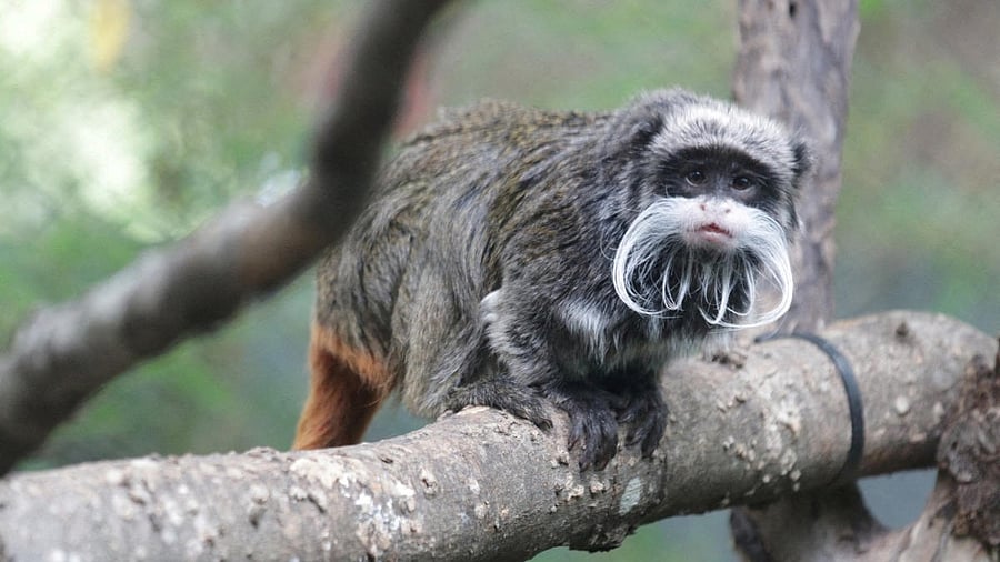 An emperor tamarin monkey is seen perched on a branch, in this undated image taken at an unidentified location, and released by the Dallas Zoo. Credit: Reuters File Photo