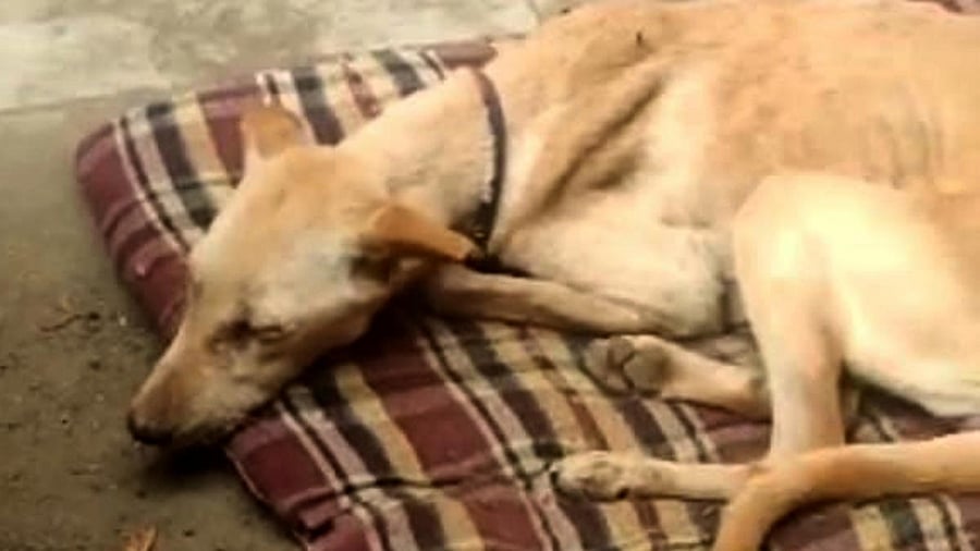 A dog infected after undergoing ABC. Credit: DH Photo