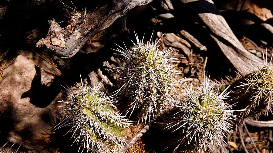  An Arizona hedgehog cactus, an endangered variety, is seen in the Oak Flat recreation area outside Superior, Arizona. Credit: Reuters Photo