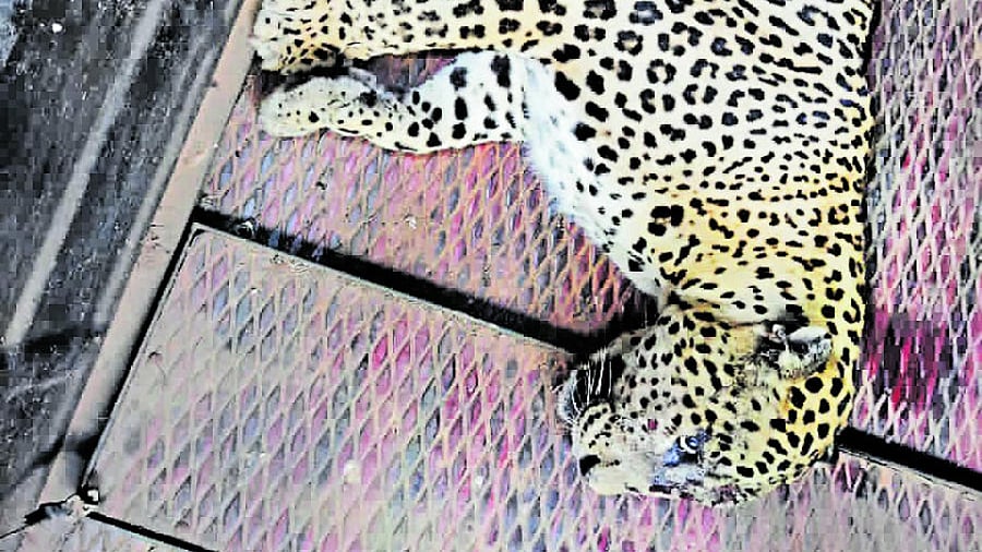 The leopard rescued from a home at Moodanahalli in KR Pet taluk of Mandya district, on Thursday. Credit: Special arrangement