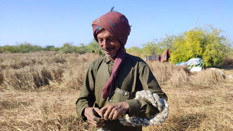 Every morning, the men from the Jat community go to the interiors of the Banni grassland to collect their camels because the animals graze at night. They herd their camels towards a nearby water source and return home before it gets dark. They sell camel. Credit: Special Arrangement