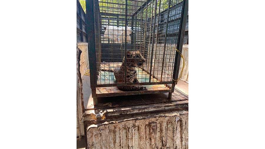 The rescued leopard. Credit: Special arrangement