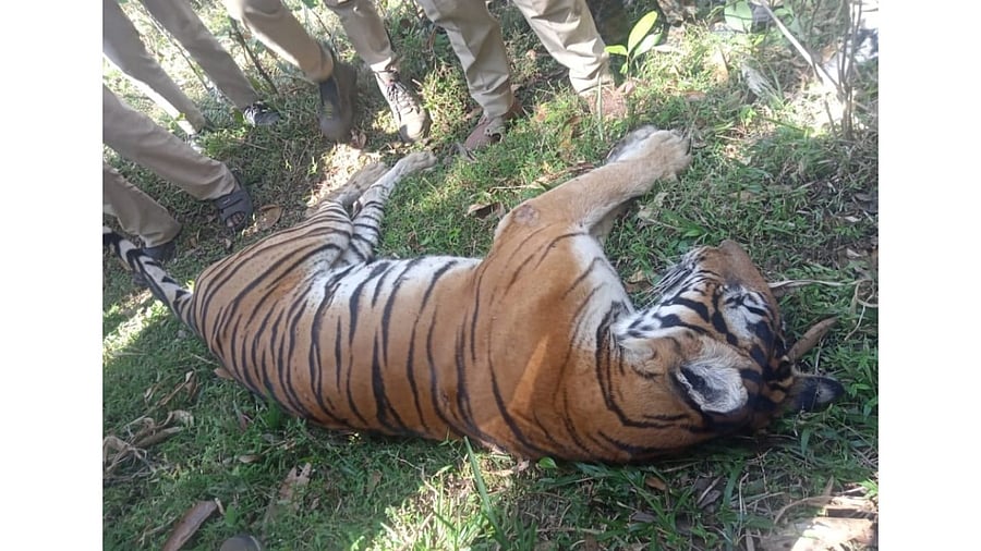 The tiger that was tranquilised at Nanacchi near K Badaga in Kodagu district. DH photo