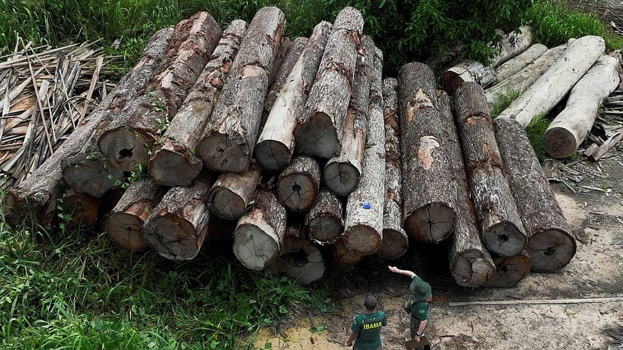 The report found that 201 of the 500 companies and financial institutions with the most influence on tropical deforestation -- 40 per cent of all firms assessed -- failed to set any deforestation policies, barely unchanged from a year ago. Credit: Reuters Photo