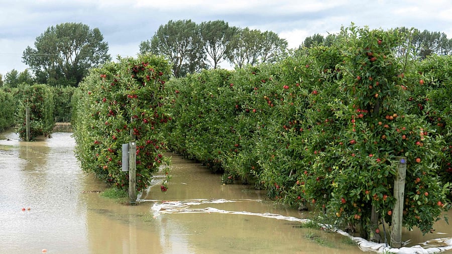 A photo taken on February 15, 2023 shows a flooded orchard near the city of Napier, situated on the North Island's east coast. Credit: AFP Photo