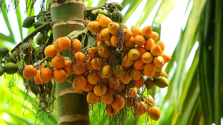 Farmers have started felling tamarind trees to plant arecanut saplings. Credit: iStock Photo