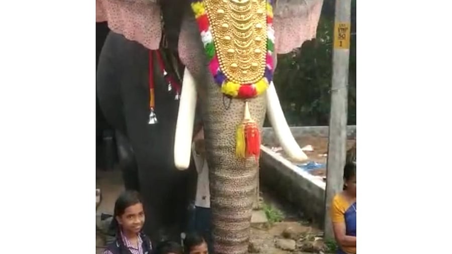 The e-elephant. Credit: Special Arrangements