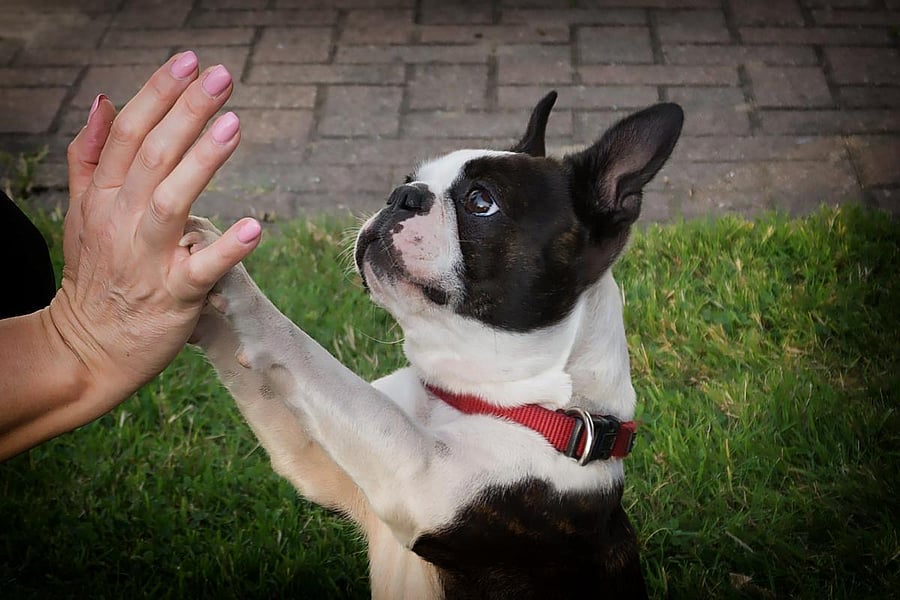 Paw shake anyone