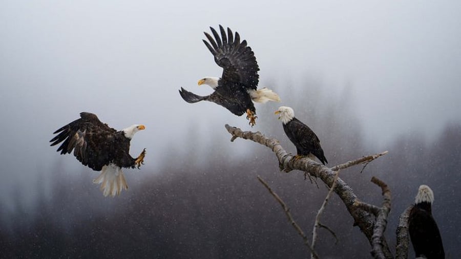 Karthik Subramaniam's 'Dance of the Eagles'. Credit: Twitter/ @NatGeo