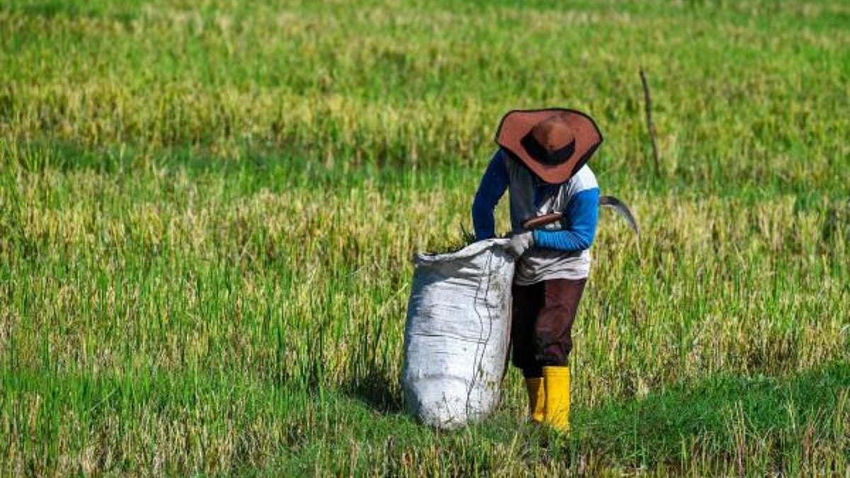 India's paddy procurement crosses 700 lakh tn mark in 2022-23