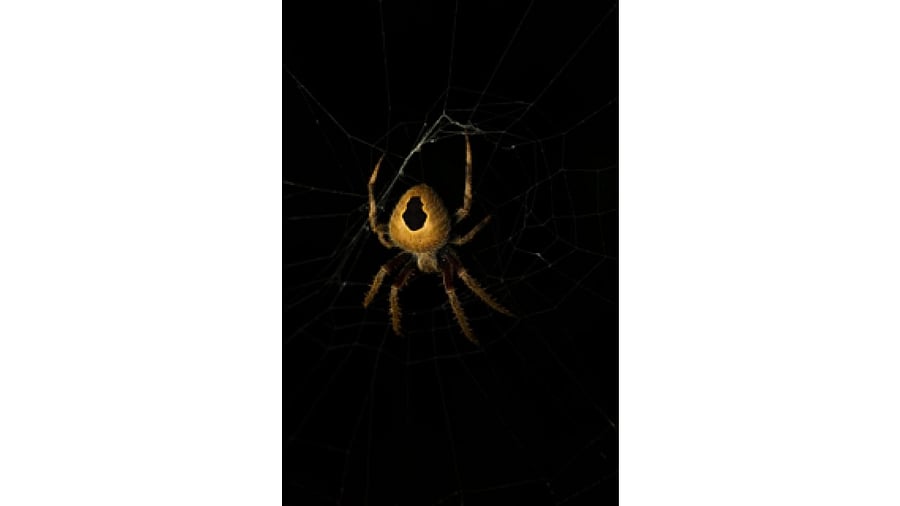 An Orb-weaver spider (Credit: Kartik Sunagar)