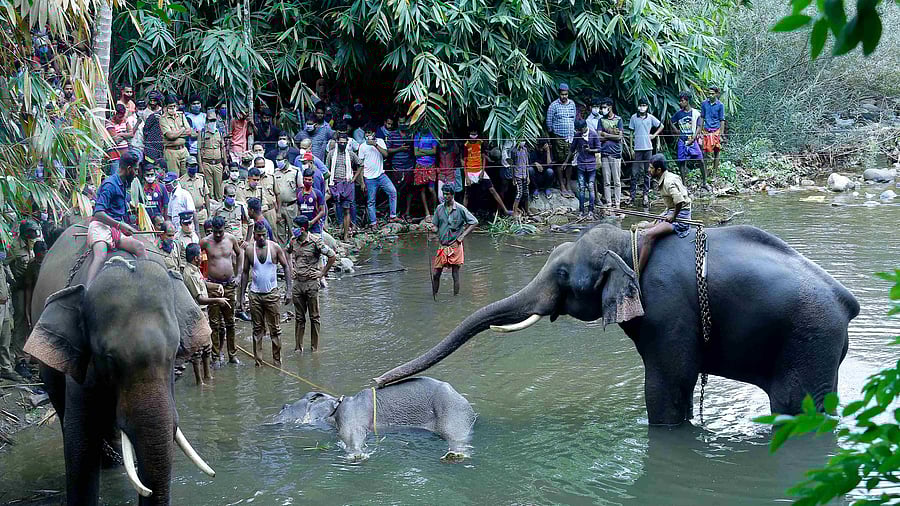 show elephants standing by a 15-year-old pregnant wild elephant who died after suffering injuries, in Velliyar River, Palakkad district of Kerala. Credit: AP Photo