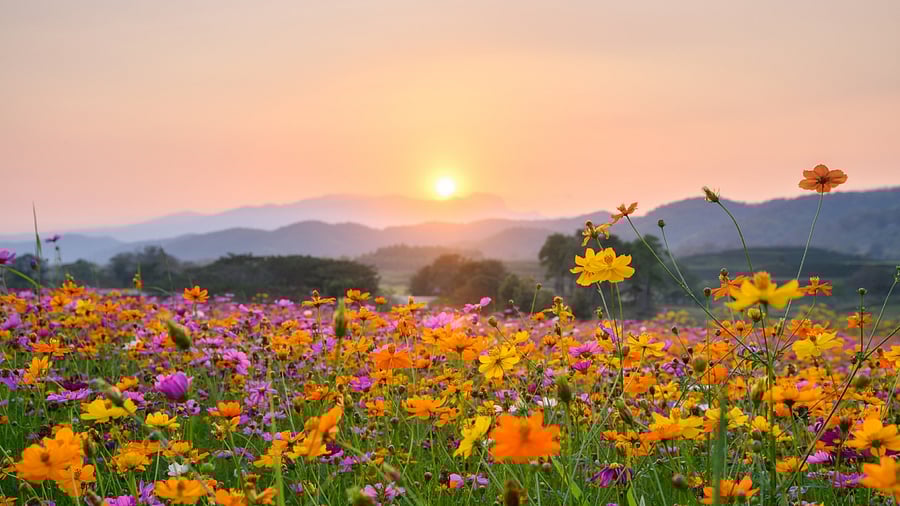 Representative image. Credit: iStock Photo