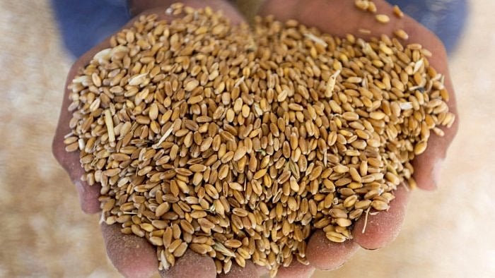 No concern over wheat production: IARI
