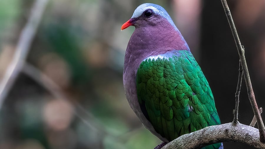 Asian Emerald Dove. Credit: Photo by Dipayan Chakraborty