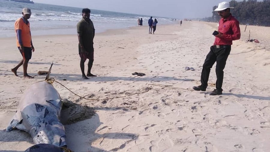 Carcass of dolphin found on Tannirbavi beach. Credit: Special Arrangement