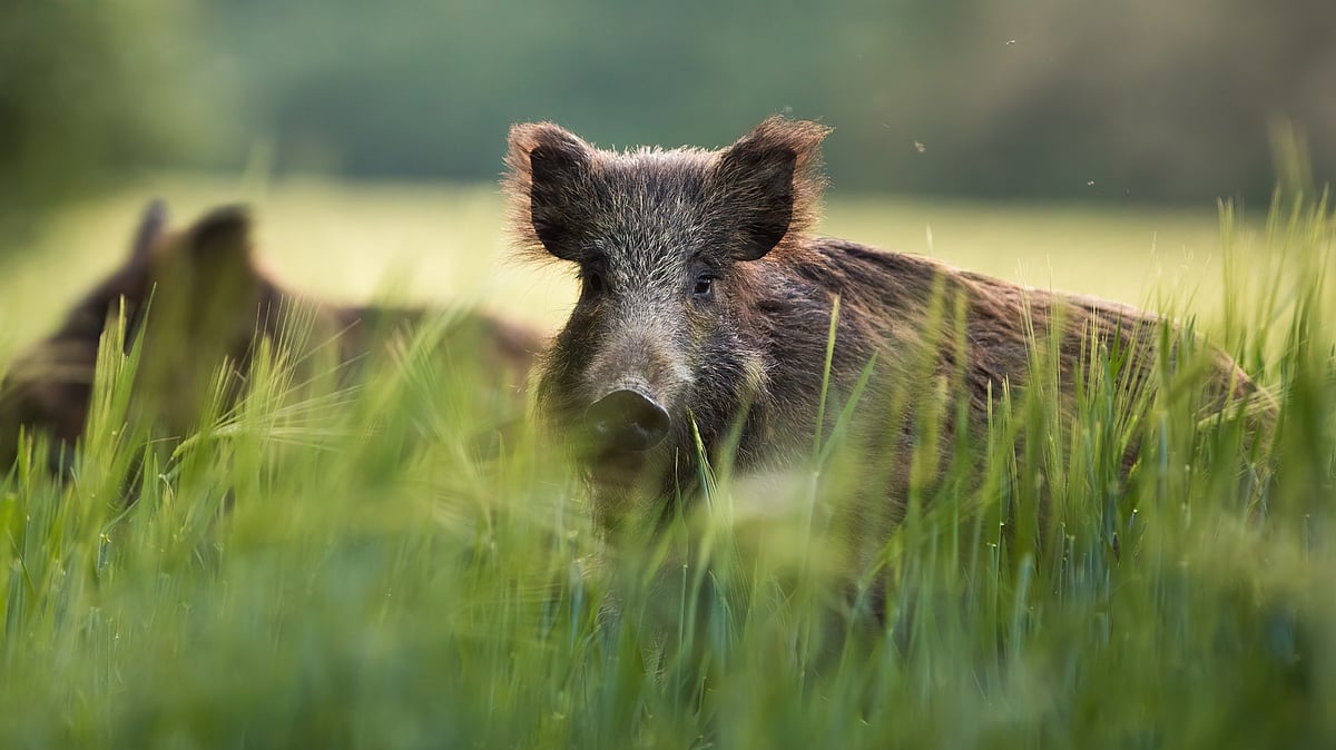 Mother dies fighting wild boar to save 11-year-old daughter