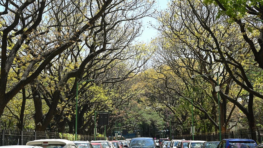 View of Cubbon Park in Bengaluru. credit: DH File Photo