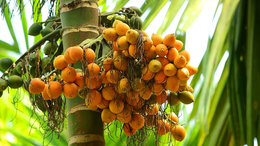 For the last few days, leaf spot disease is spreading like wildfire and has affected close to crops grown in 20,000 hectares in the state. Credit: iStock Photo