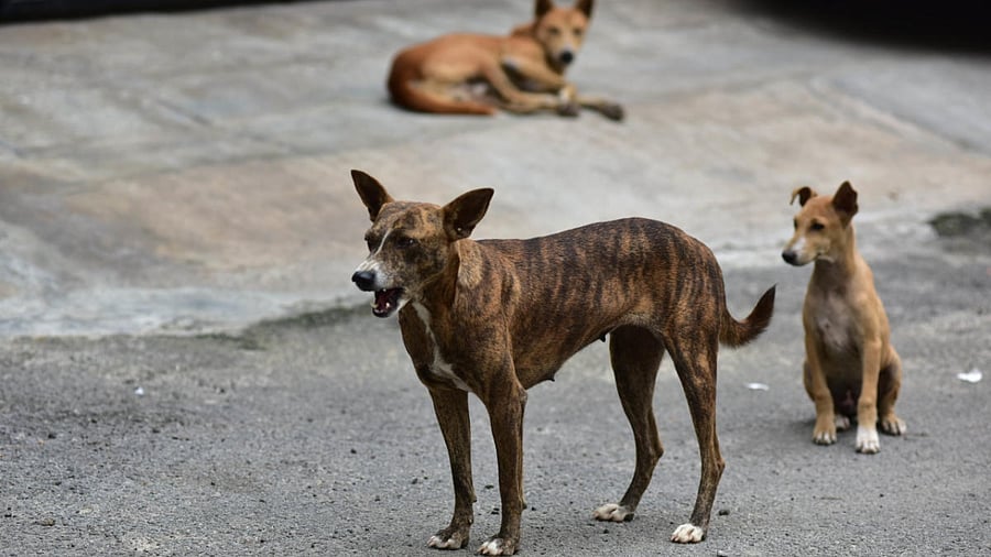 Representative image. Credit: DH Photo