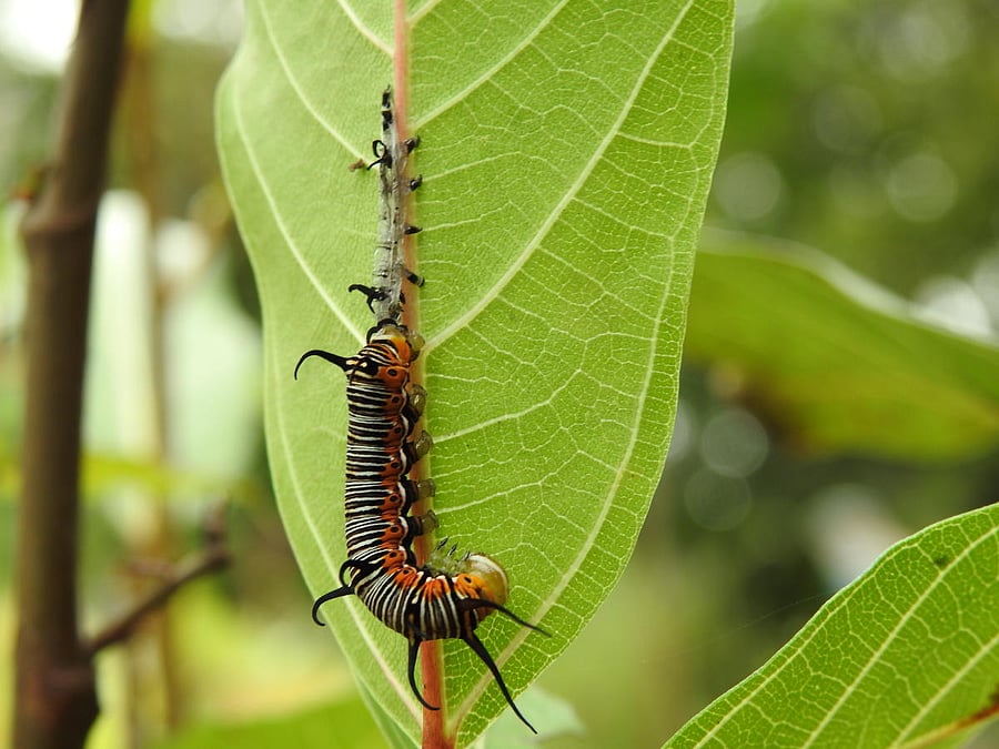 Common crow caterpillar