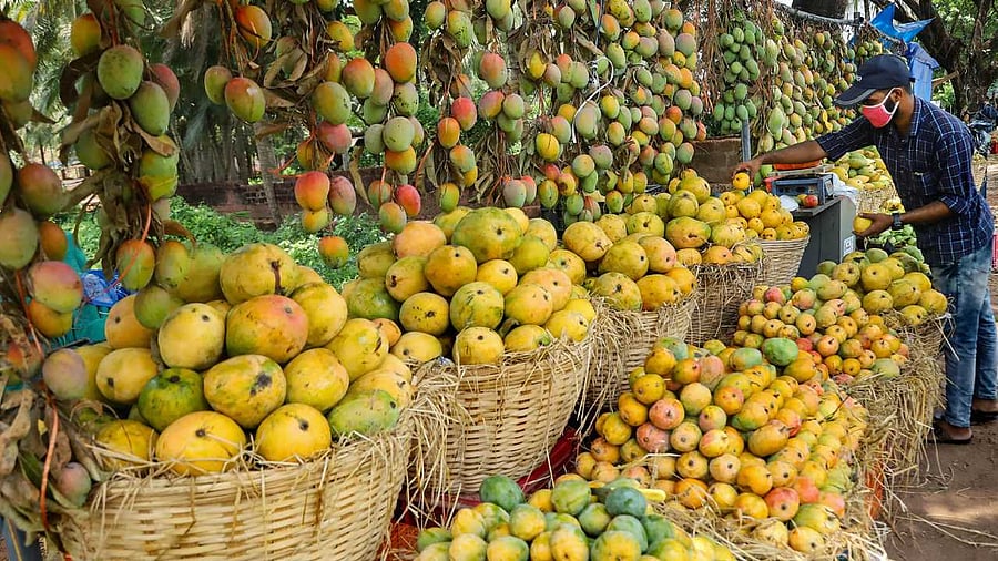 Farmers say that the production of high-value Alphonso mangoes in Maharashtra is most likely to be hit by about 40 per cent. Credit: PTI Photo
