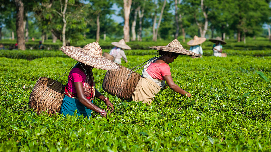 Representative Image. Credit: Getty Images