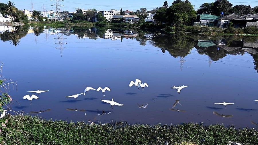 <div class="paragraphs"><p>Maintaining sufficient water levels and safe water quality is crucial for sustaining ecosystem services provided by the lake.</p></div>