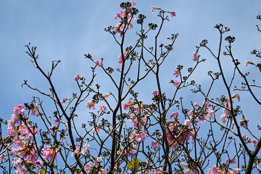 A pink tabebuia tree in Rajarajeshwari Nagar. DH Photo by PUSHKAR V