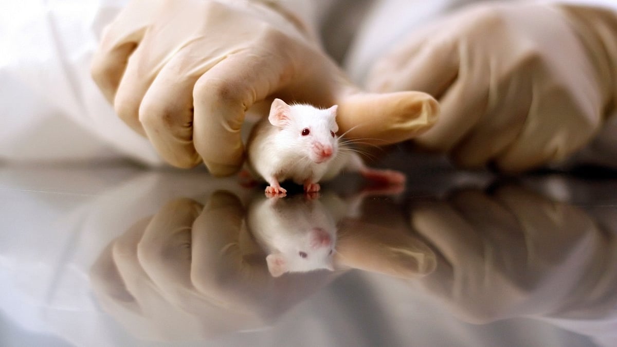 In a first, scientists create mice with two biological fathers
