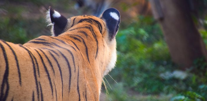 The man, in order to scare away the big cat, hit the ground with a stick near the tail of the tiger which infuriated the wild animal and culminated in the fatal attack. Credit: iStock Images