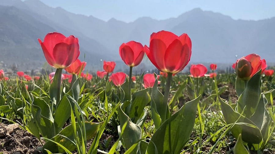 Tulips bloom inside Asia's largest tulip garden on the foothills of Zabarwan Mountains overlooking Dal Lake, in Srinagar, Saturday, March 11, 2023. Credit: PTI Photo