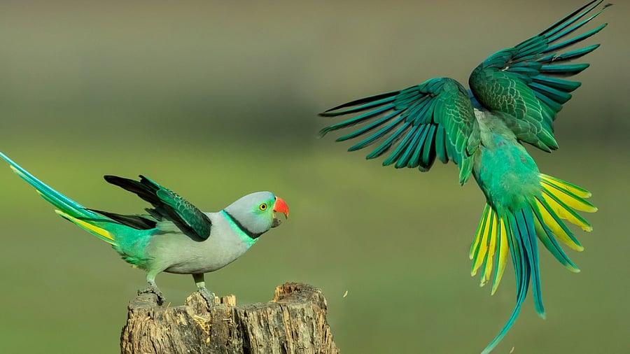 Representative image. Credit: iStock Photo