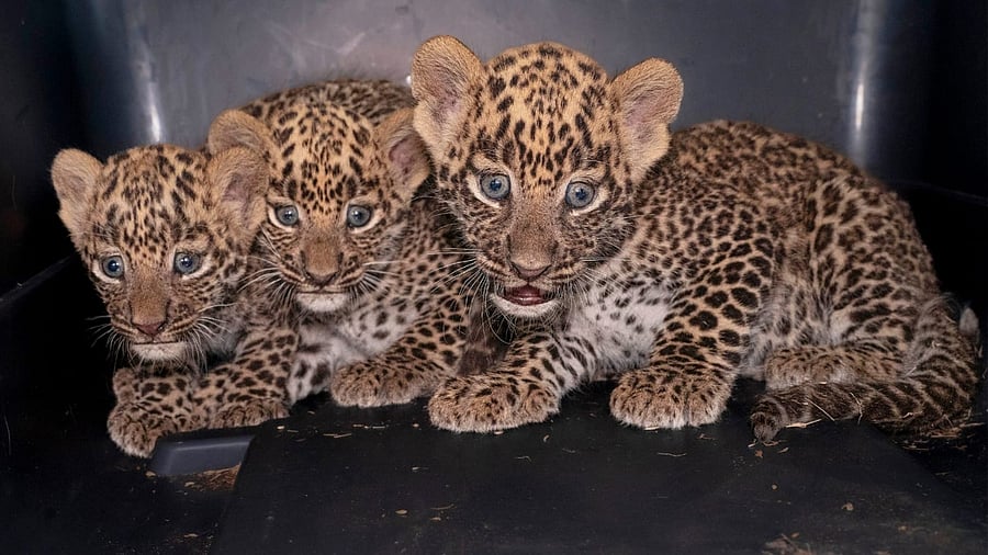 Representative image. Credit: Credit: MFD/Wildlife SOS