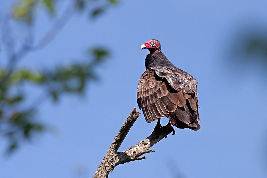 A couple of days ago, biologist Vipin Kumar recorded the bird on his camera and informed the park authorities. Credit: iStock Photos