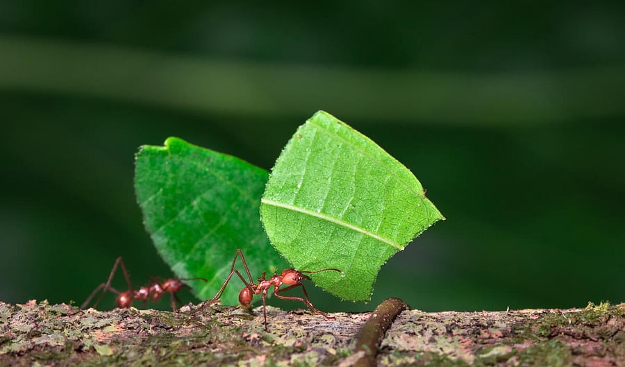Leafcutter ants