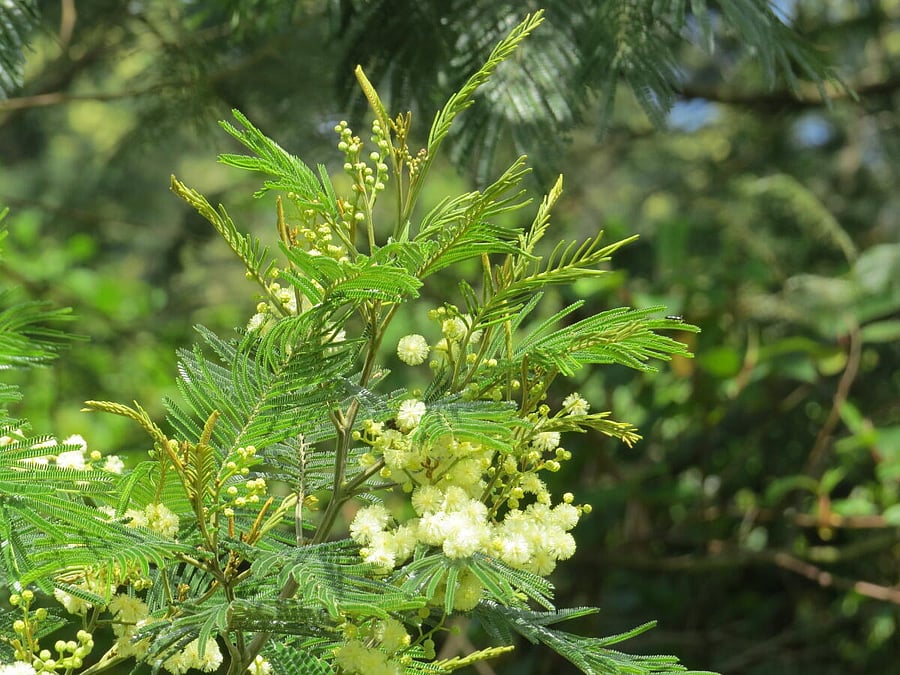 Acacia mearnsii