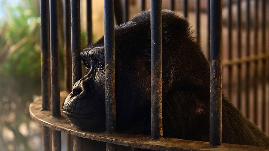 The gorilla has lived at Pata for more than three decades but her case made headlines again this month after the zoo offered a 100,000 baht ($2,800) reward for information leading to the arrest of whoever graffitied "Free Bua Noi!" on one of the mall's walls. Credit: AFP Photo