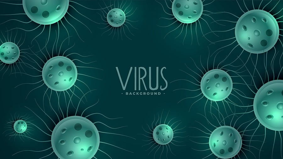 The virus is transmitted to people from fruit bats. Credit: iStock image