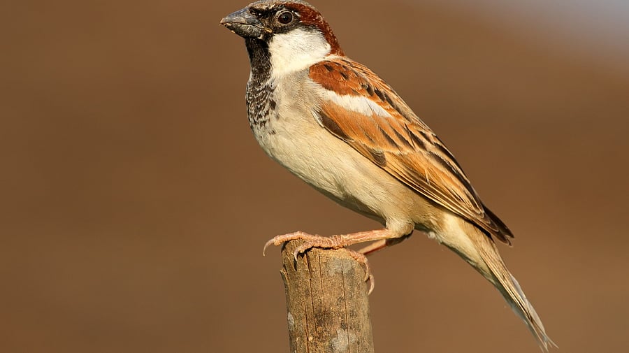 Representative Image. Credit: Istock Photo