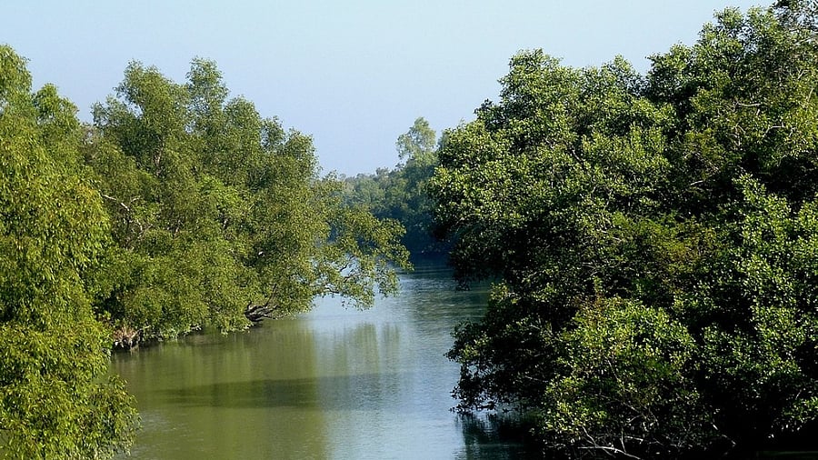 Bangladesh environment minister Md. Shahab Uddin announced a single-use plastic ban covering 6,500 square kilometres (2,500 square miles) of the forest. Credit: Wikimedia Commons