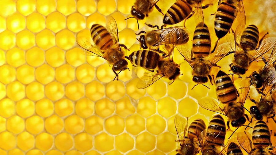 Representative image. Credit: iStock Photo