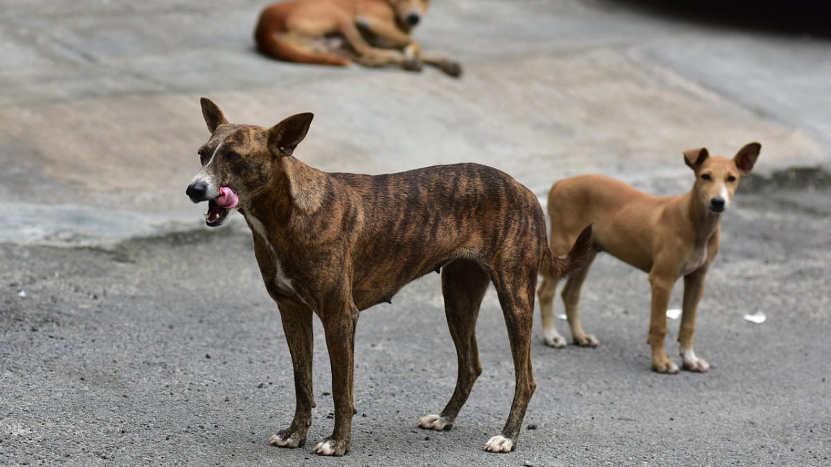 11-year-old boy mauled to death by stray dogs in UP's Maharajganj