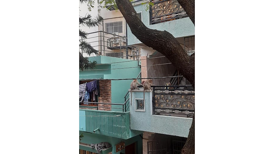 Sattar Layout in Lakkasandra is under siege by mischievous monkeys. Credit: Special Arrangement