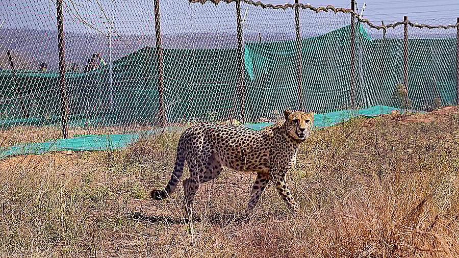One of the cheetahs brought from South Africa. Credit: PTI Photo
