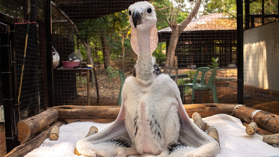 A new born red-headed vulture is pictured at Nakhon Ratchasima Zoo. Credit: Reuters Photo