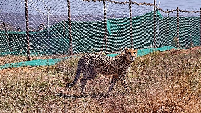 One of the cheetahs brought from South Africa. Credit: PTI Photo