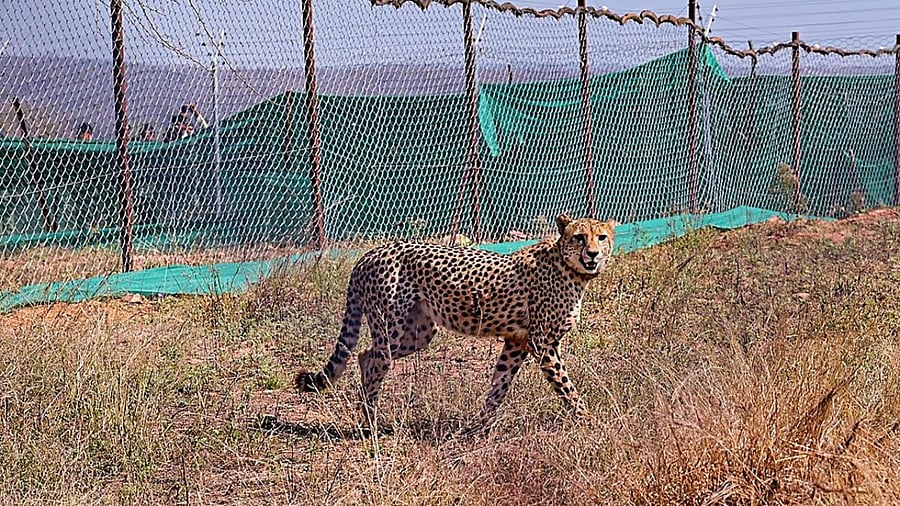 Asha and Pavan are part of India's ambitious efforts to revive the cheetah population in the country by translocating them from Namibia and South Africa. Credit: PTI Photo